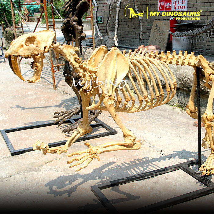 الهياكل العظمية كأدوات تعليمية في المدارس والمتحاف