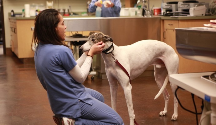 Mckinney animal hospital