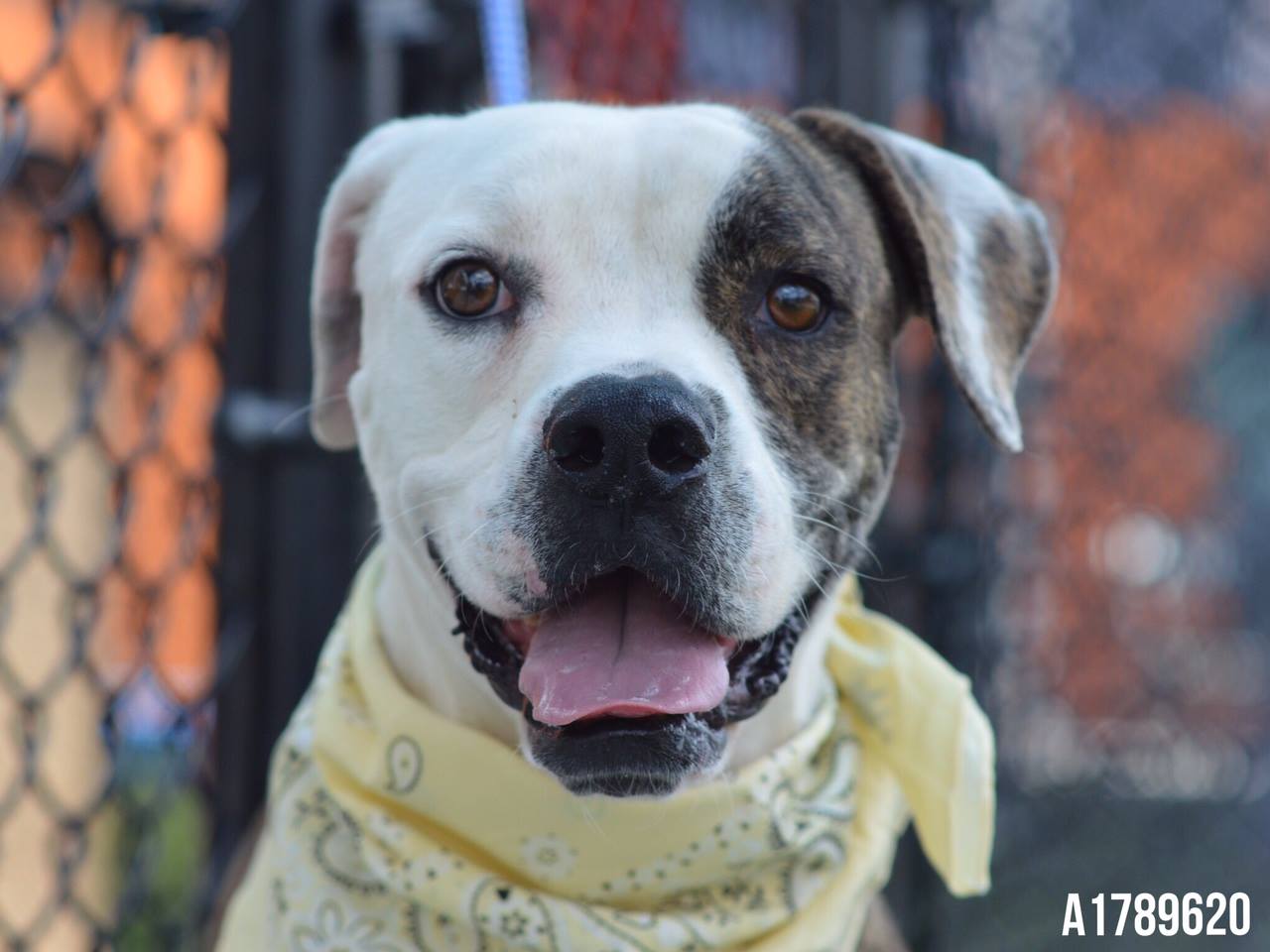 Miami-dade animal shelter