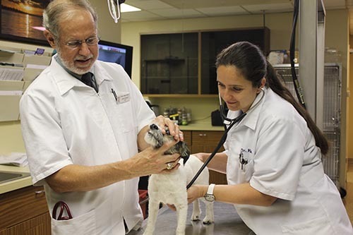 Spencer animal hospital