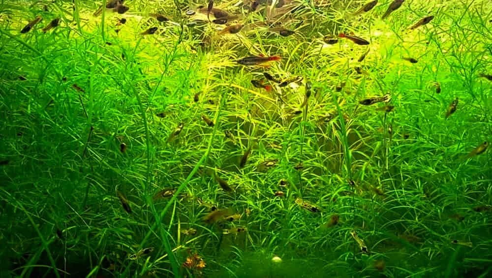 Buy Online Guppy Grass Najas Indica Aquarium Plant Sakher Bazar Website to buy plants.