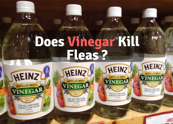 23/10/2009 · treat the contents of the bag with a flea treatment, then throw it out. Does Vinegar Kill Fleas
