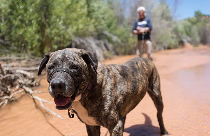 Akita Mastiff Mix: The Ultimate Guide to a Mighty Breed