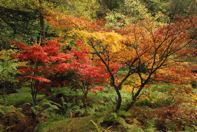 Types of Maple Trees