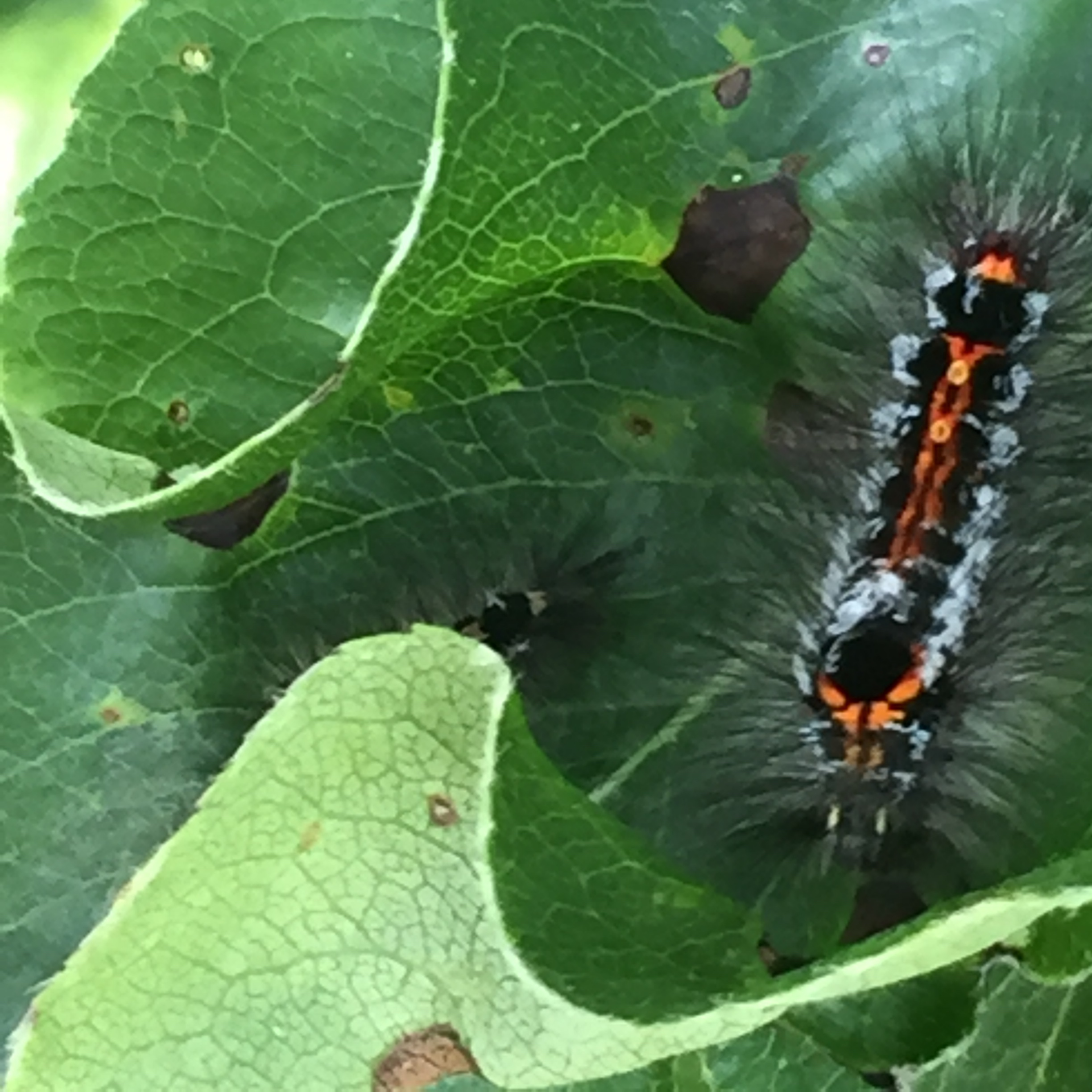 Caterpillar