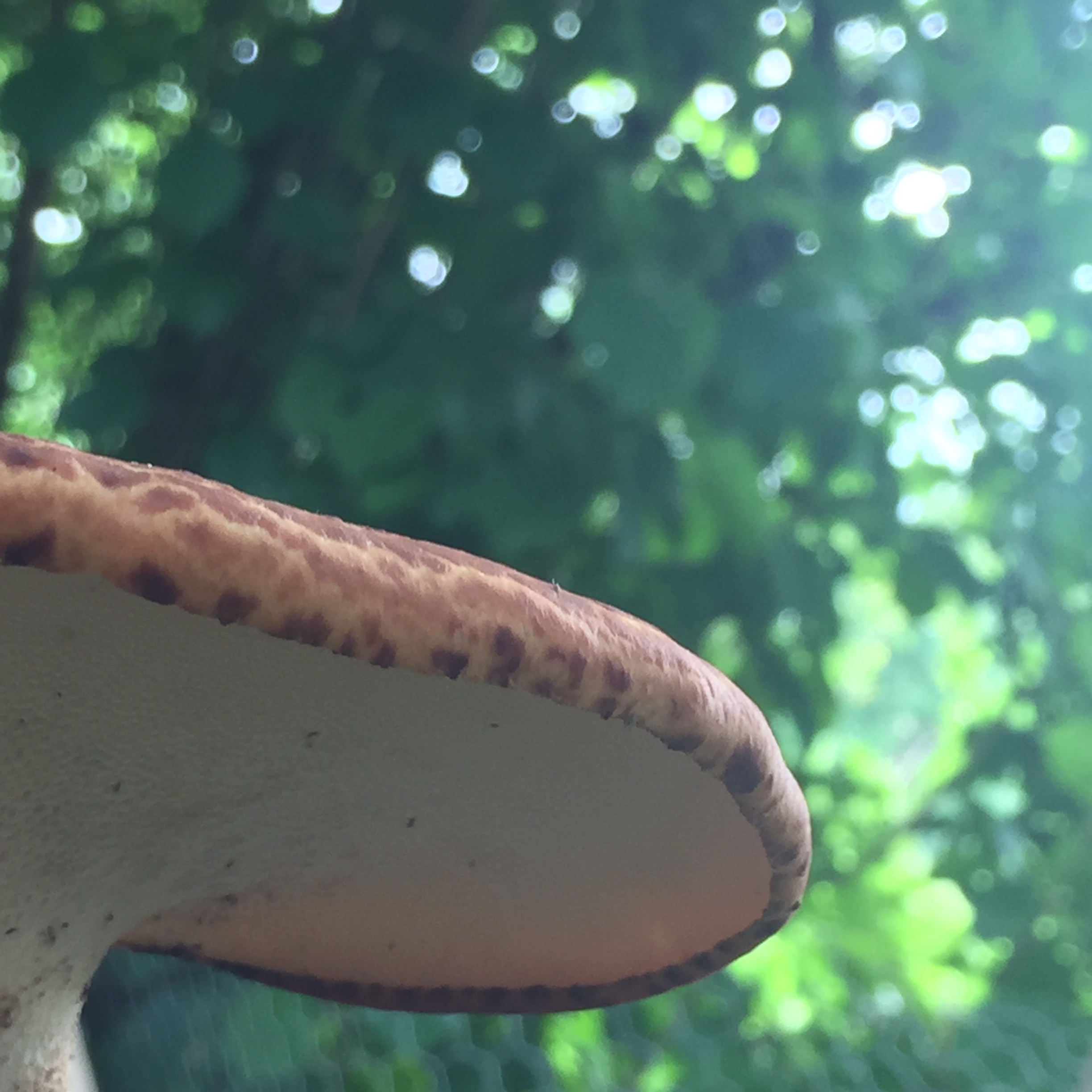 Mushroom