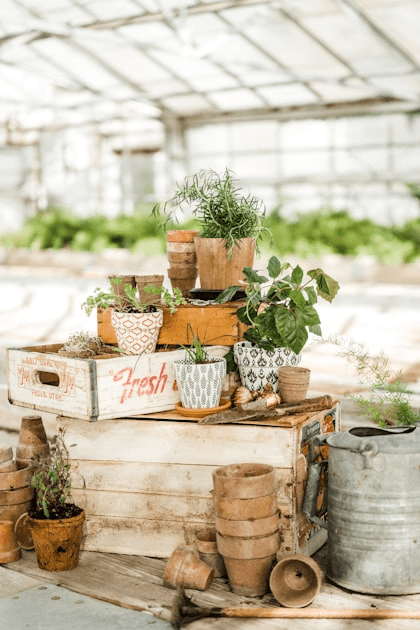 Essential Gardening Tips for Beginners