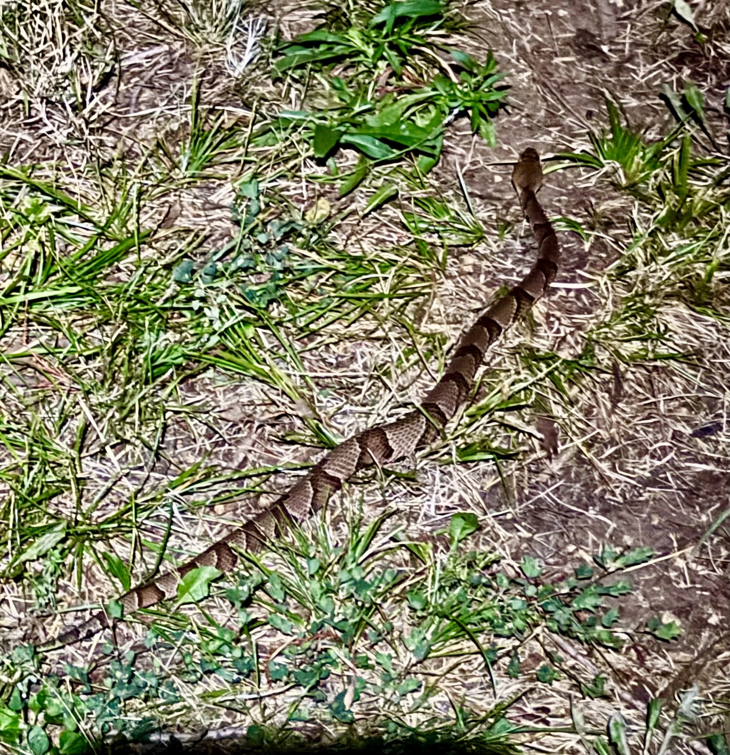 The venomous snake that bit me