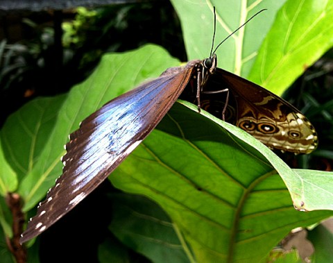 morpho2