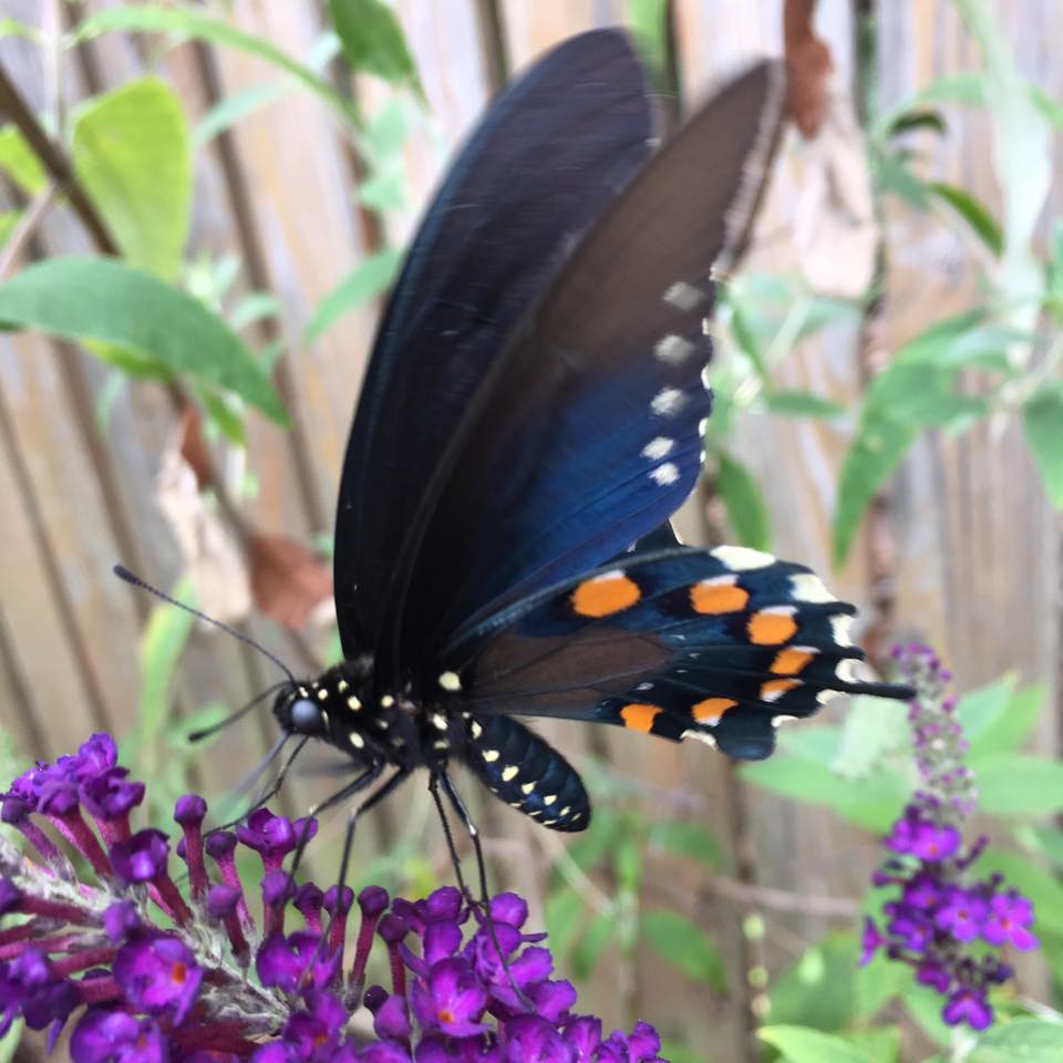 pipevine swallowtail