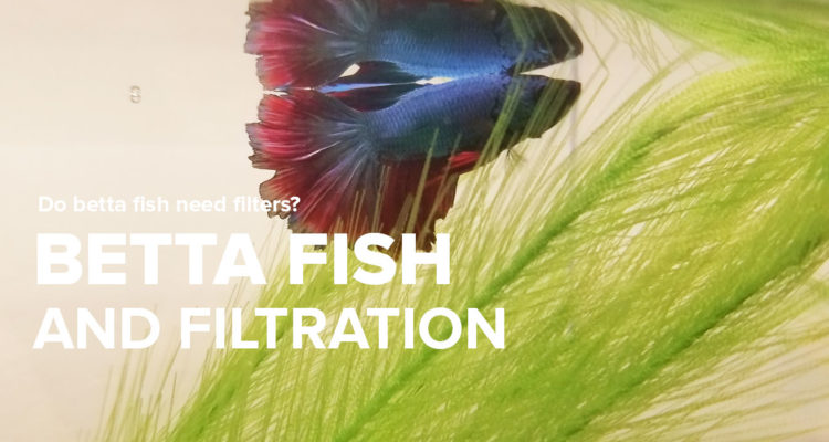 Need help finding the best filter for your betta fish aquarium? Do Betta Fish Need A Filter Bettafish Org