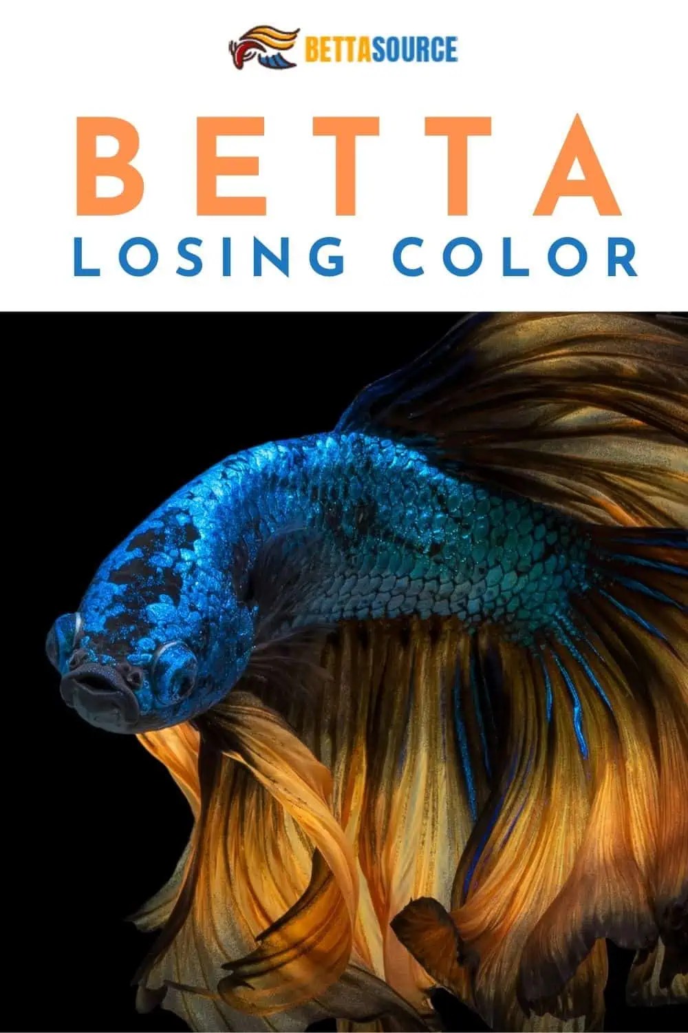 Why is my betta fish losing color? (symptoms & solutions)