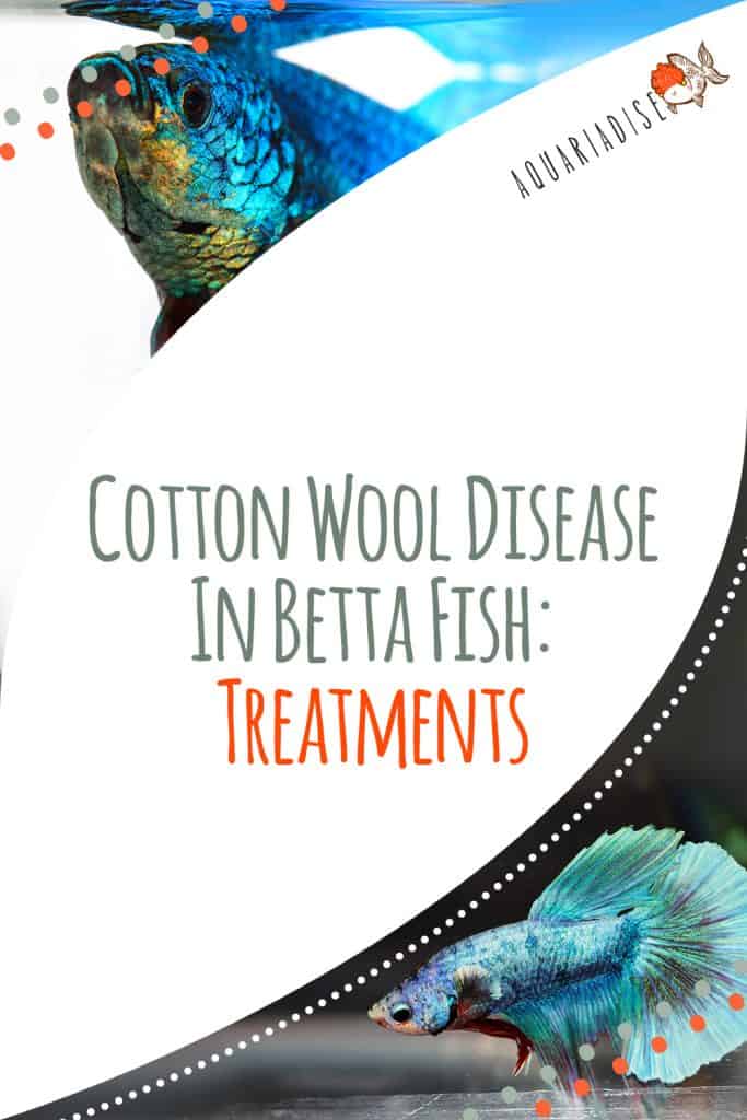 Cotton wool disease in betta fish: treatments