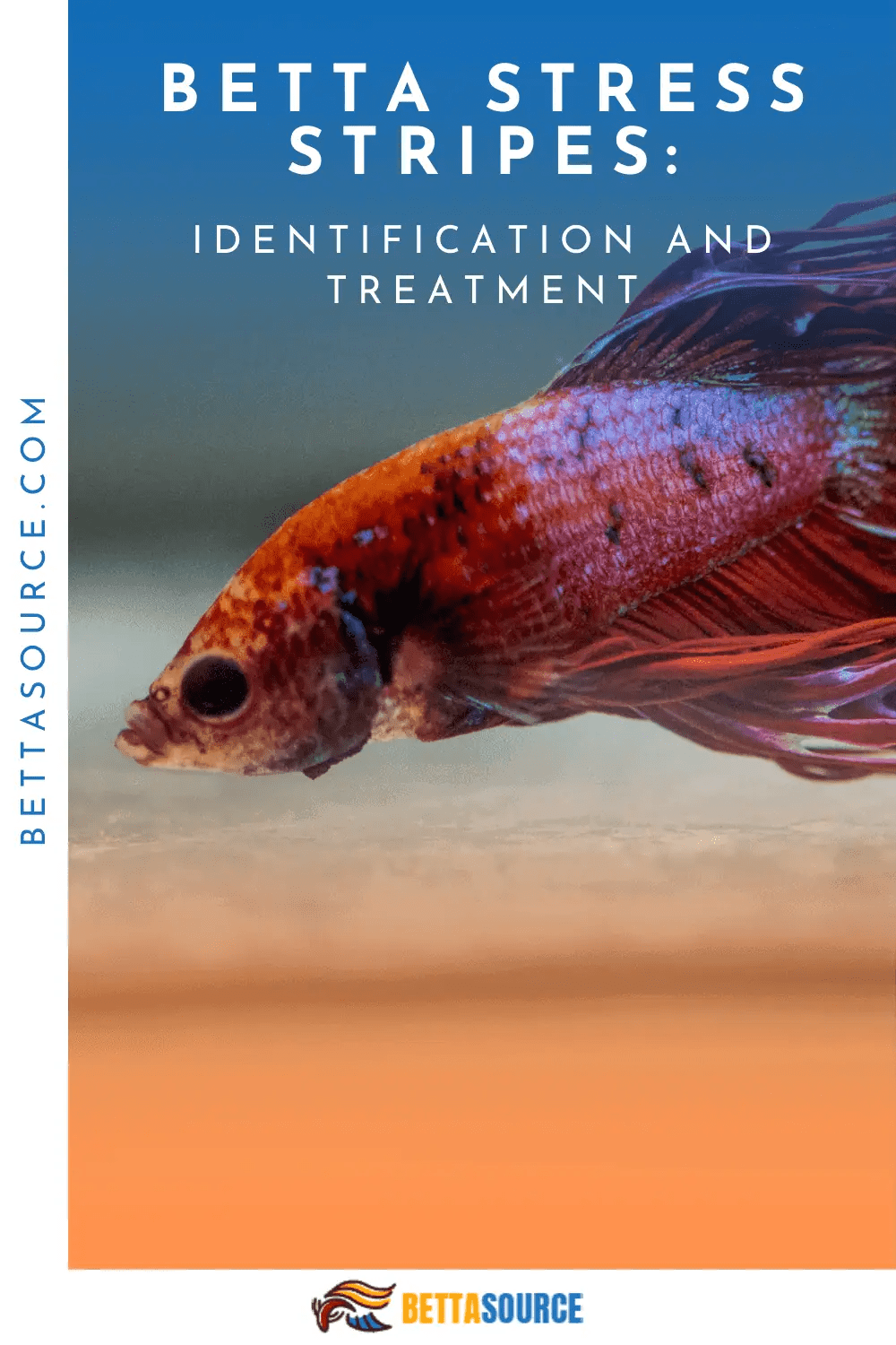 Betta fish burrowing in rocks: is this a normal habit?