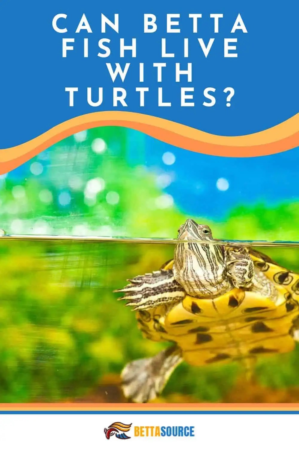 Can betta fish live with turtles? tank mates or foes?