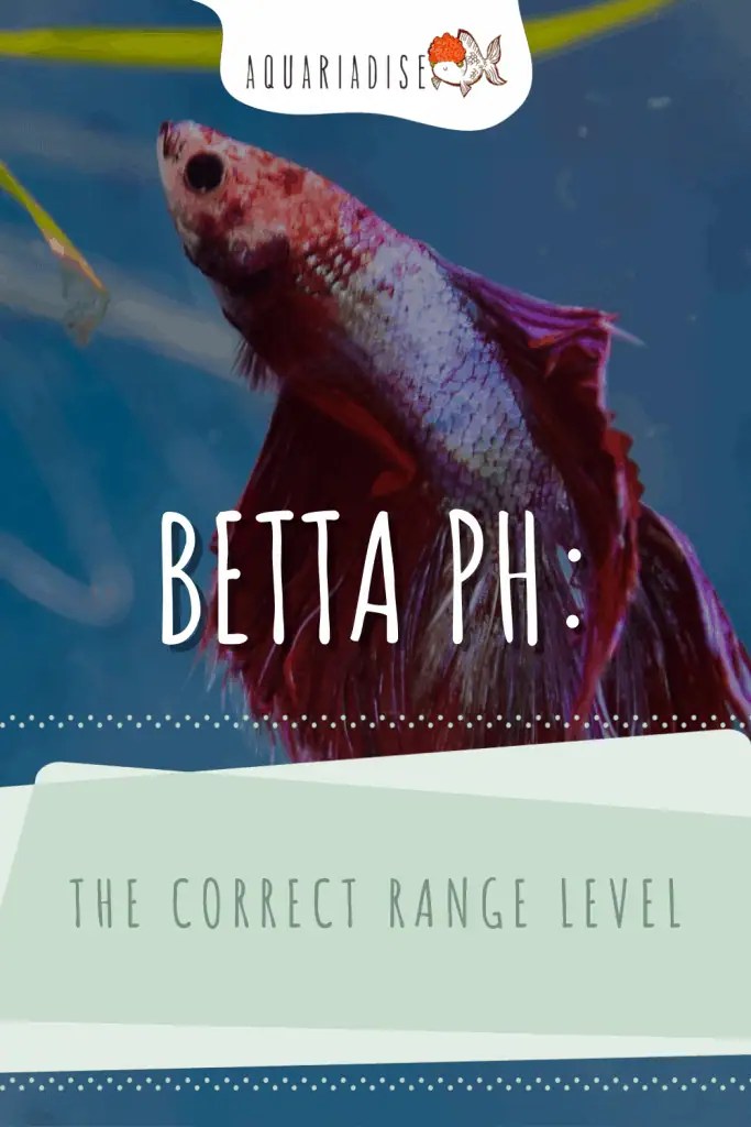 Betta ph: the correct range level