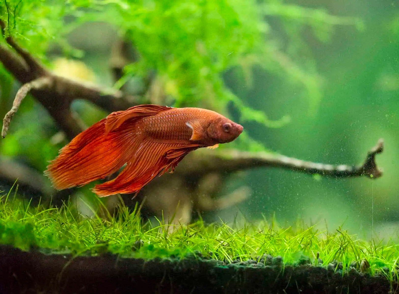 5 best betta fish foods in 2022-there's something for every betta