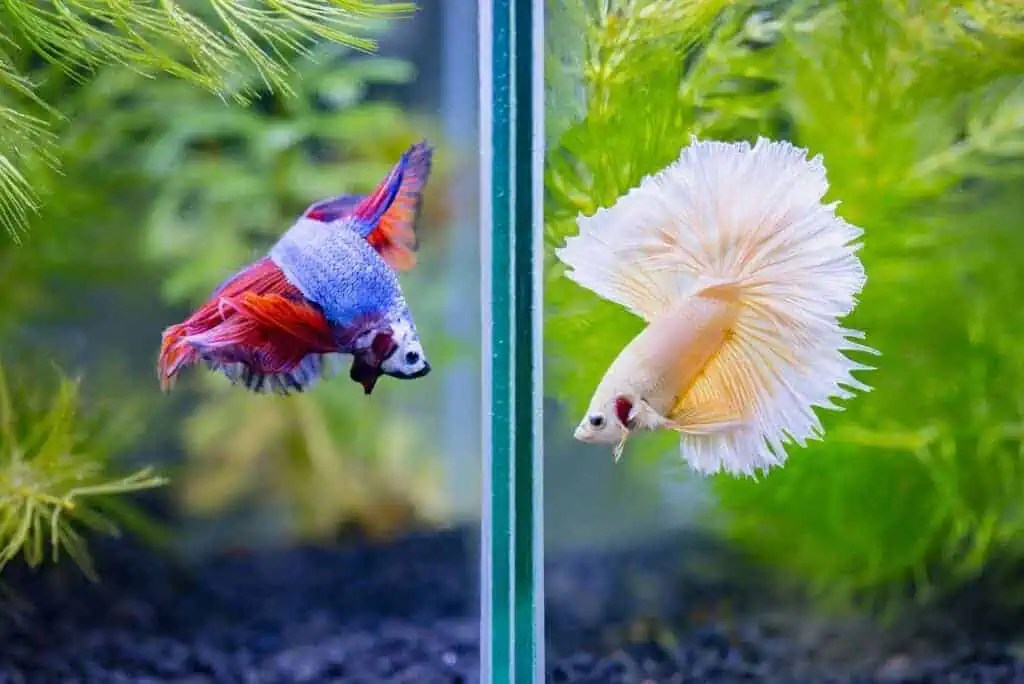 Related Image Betta Fish Tank Betta Fish Aquarium Fish Tank Otherwise fins will be torn to shreds.