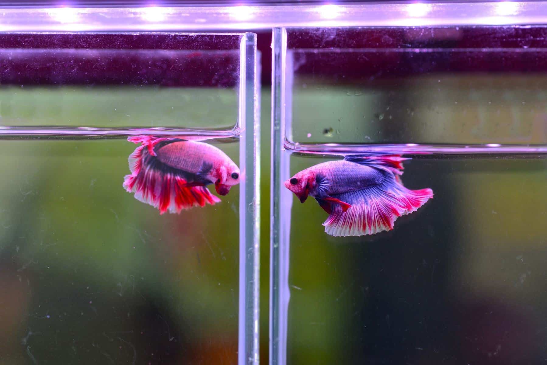 How To Make A Cheap Homemade Betta Tank Divider Betta Tank Betta Aquarium Betta Can I have holes for small fish to swim through like shrimp or chilli rasboras.