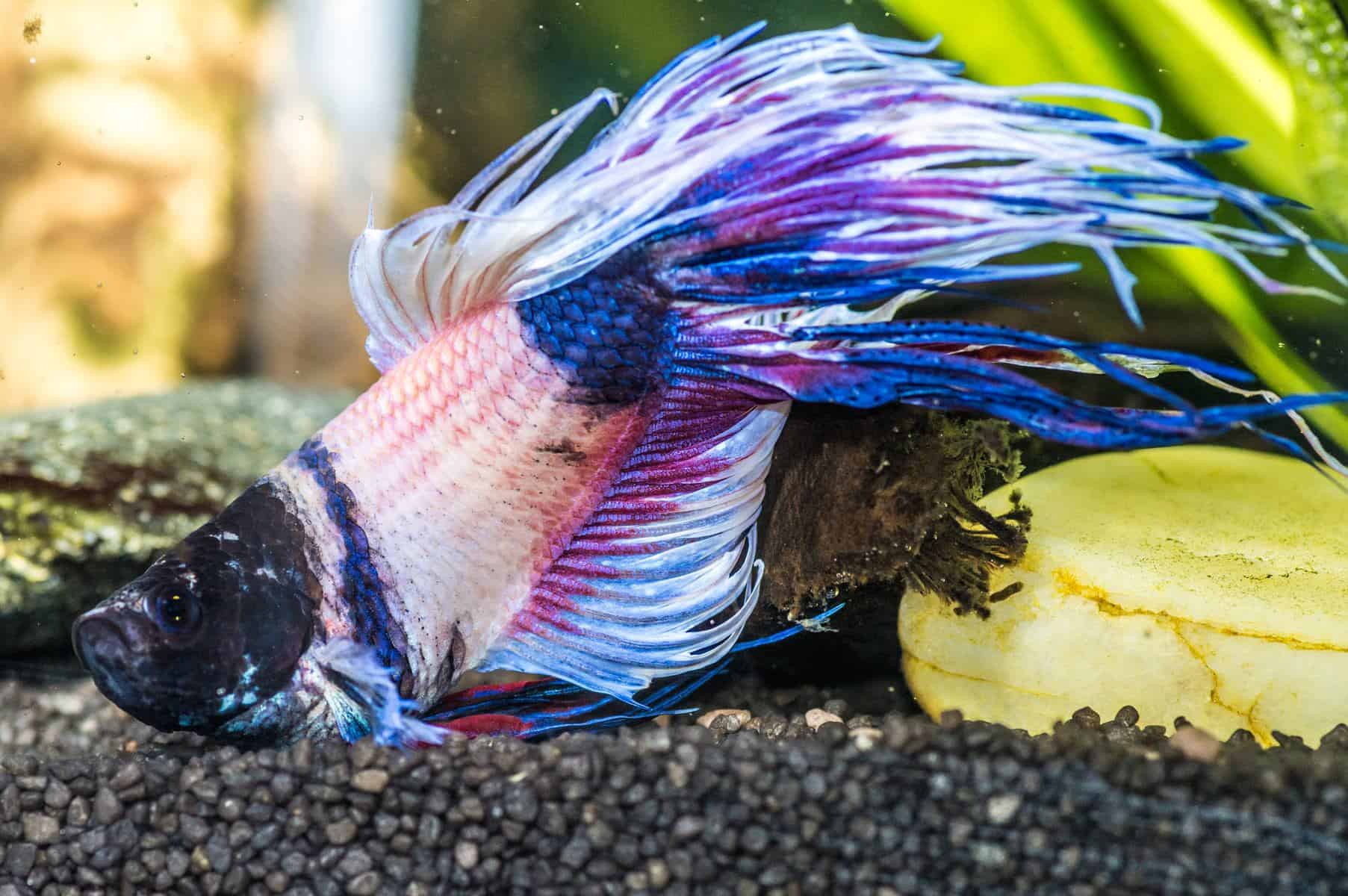 The hidden struggles of betta fish: understanding their health and well-being