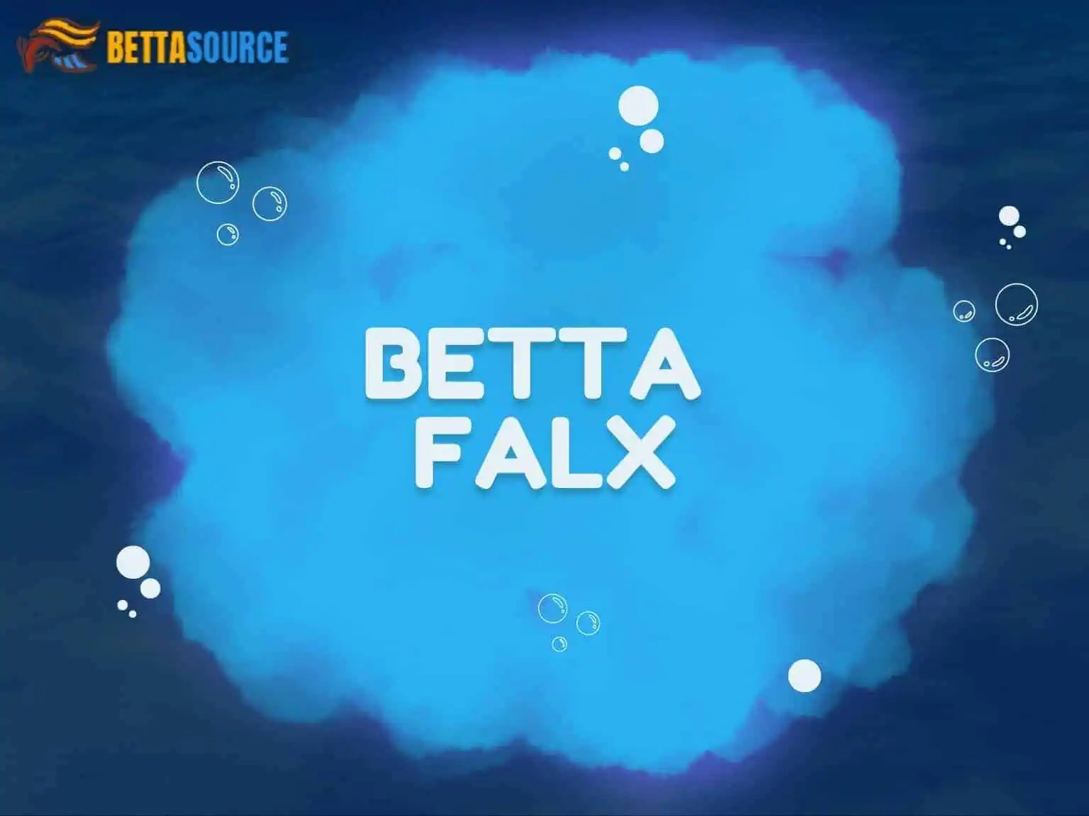 The enchanting betta falx: nurturing the beauty within your aquarium