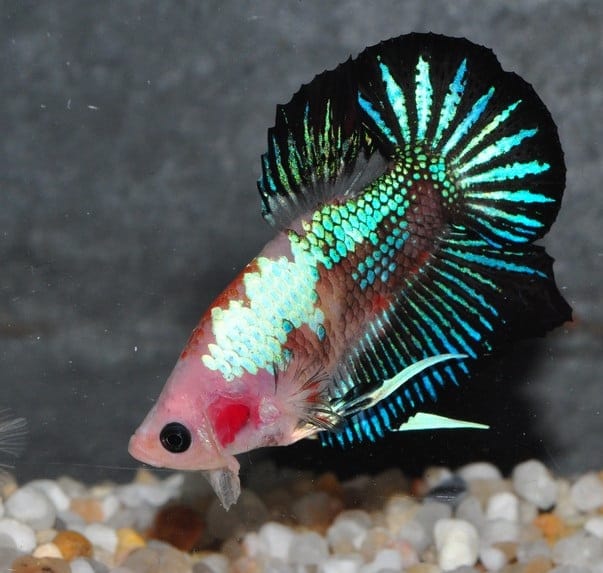 Marble betta fish: the art of breeding marbles