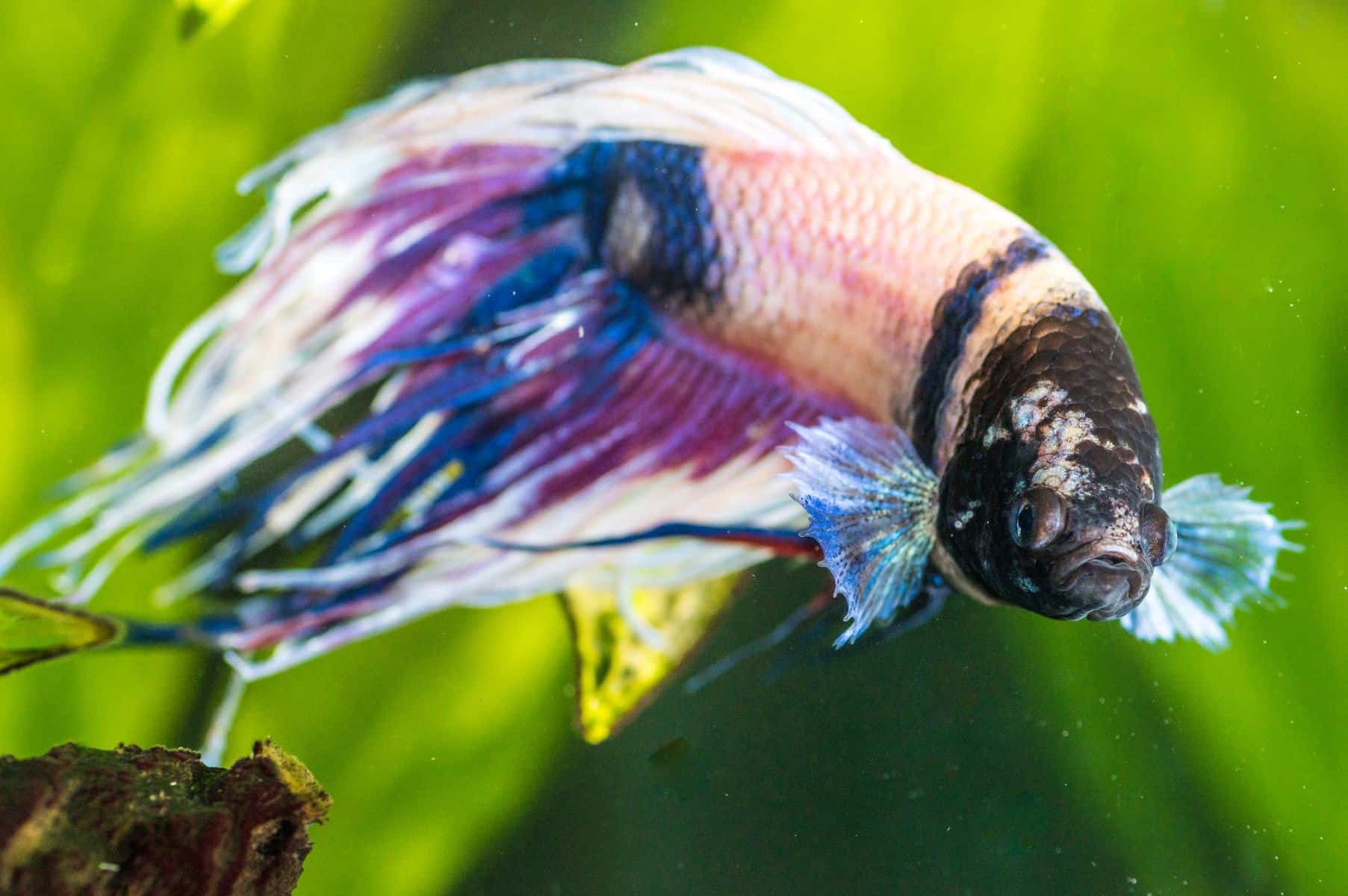 Can Betta Fish Have Seizures External Stress Effects Can fish see in dark.