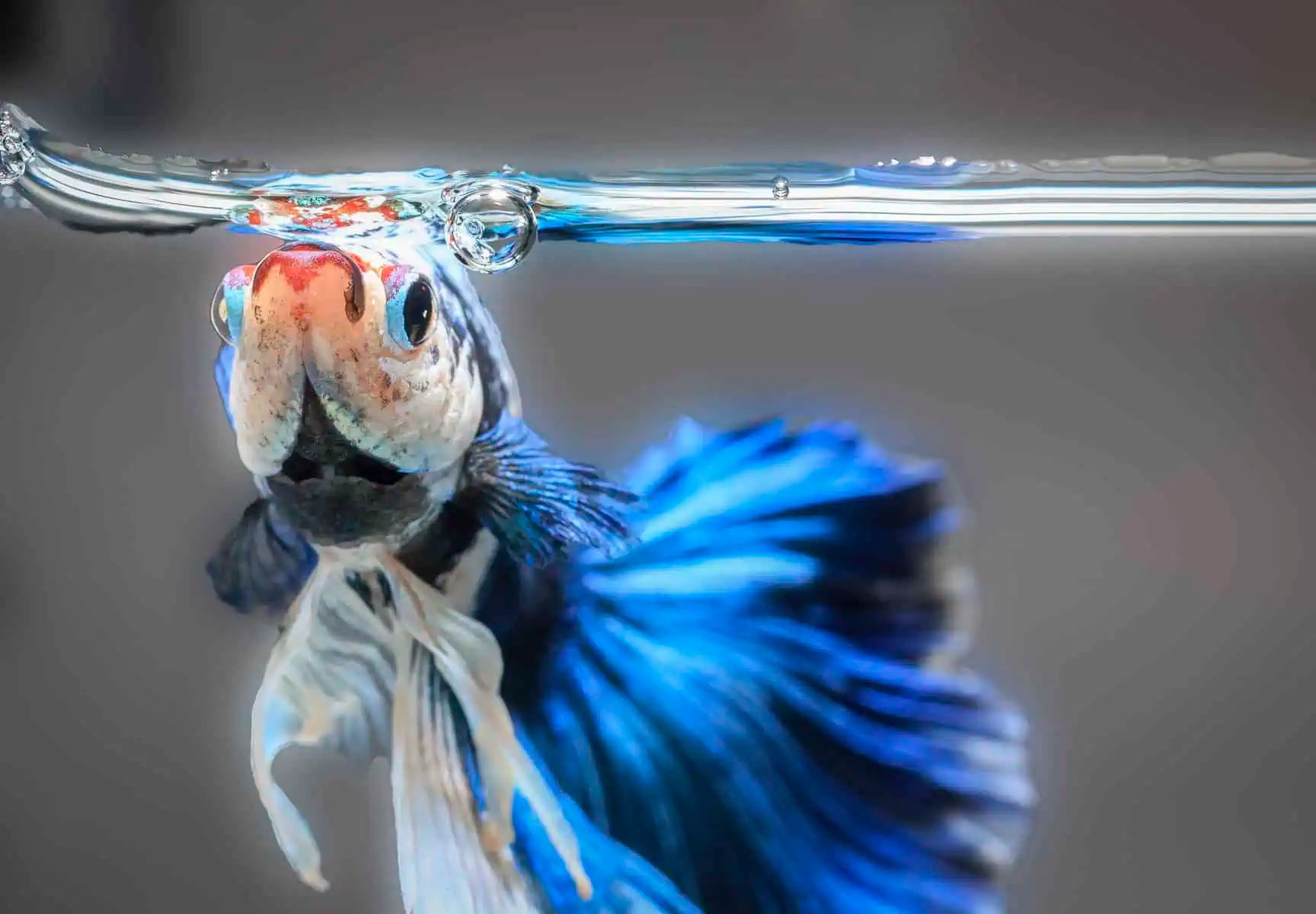 The hidden secrets of betta fish: exploring their unique anatomy