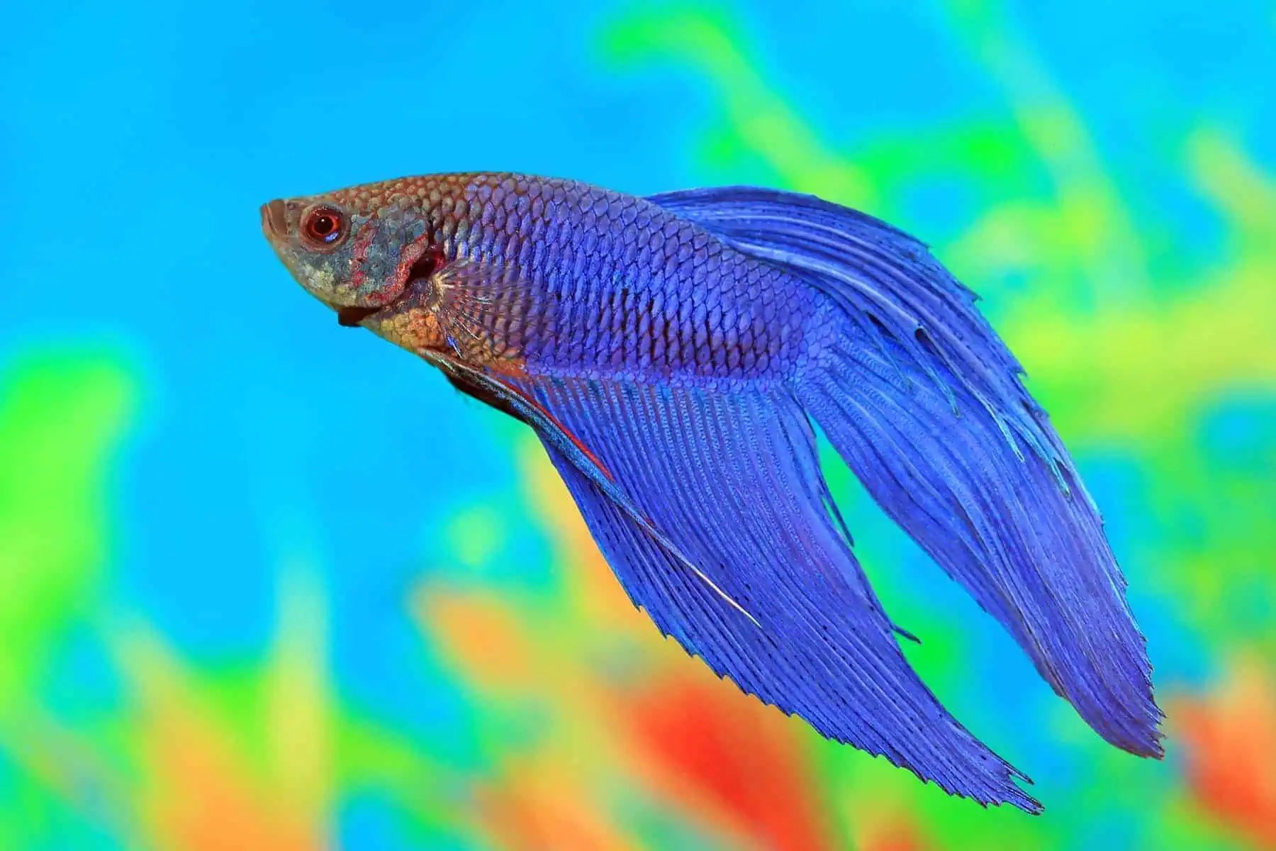 Female betta fish anatomy: everything you didn't know