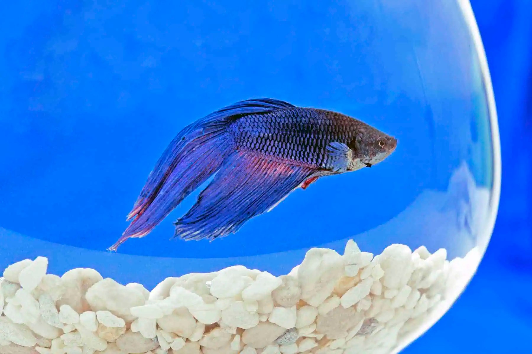 How long can a betta fish live in a fishbowl?