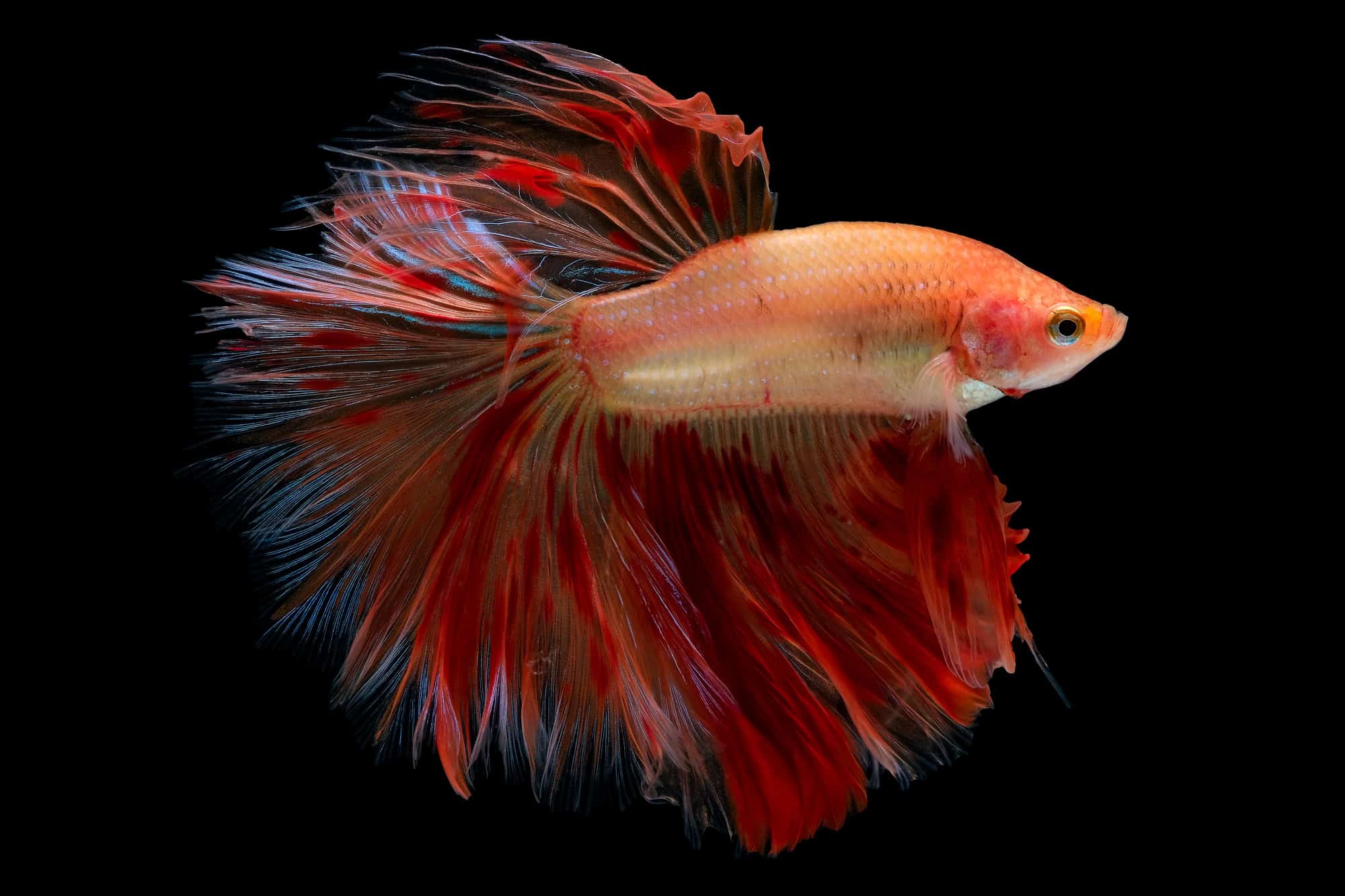 Pregnant betta fish: facts, myths, and how you can help them breed