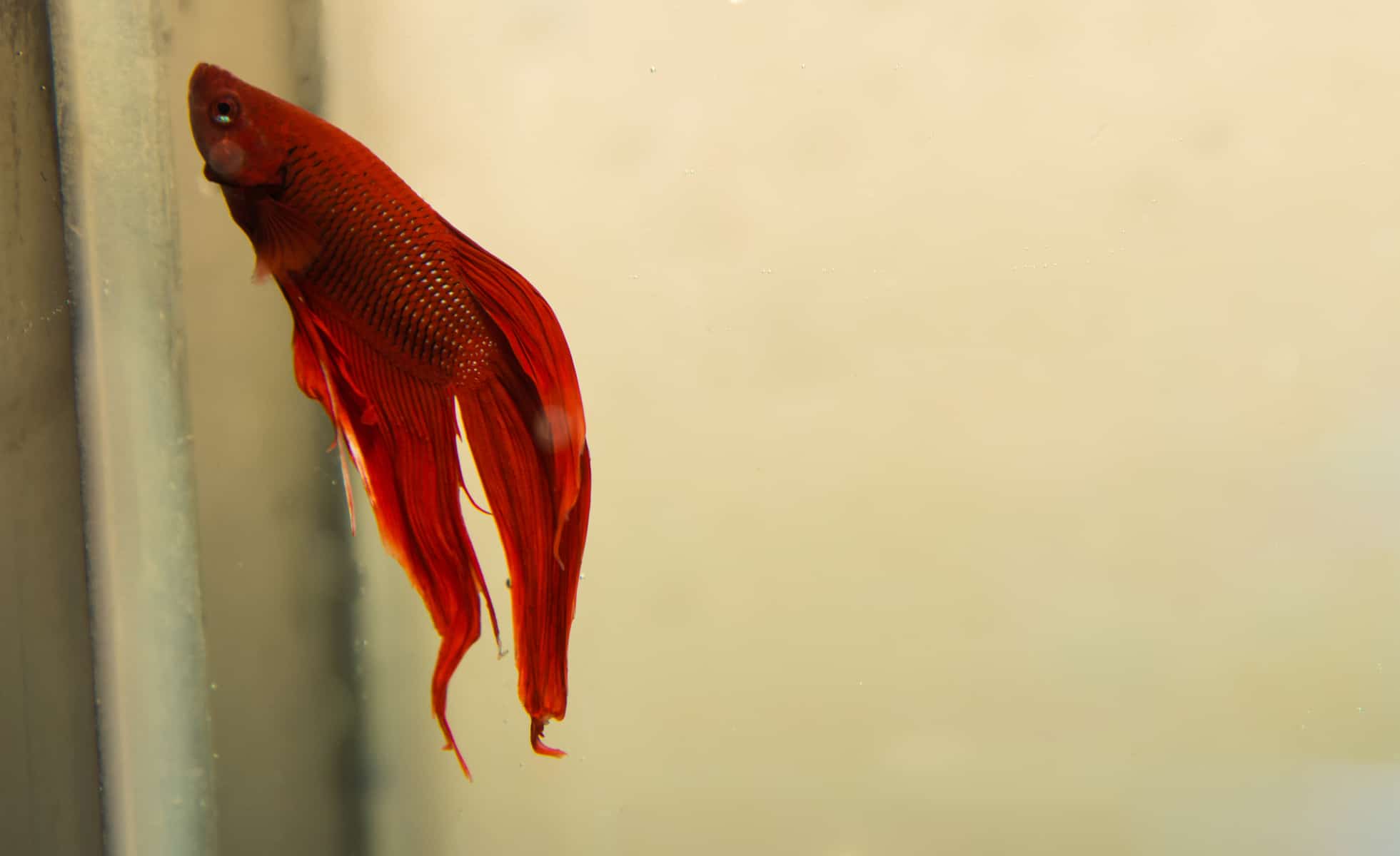 Betta Fish Hiding What It Means What To Do Betta Care Fish Guide Betta hiding behind the filter unit.