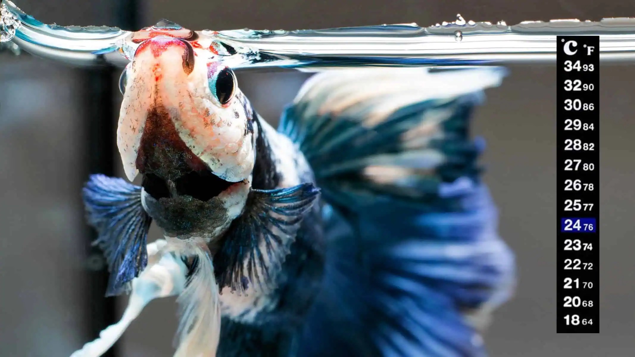 Cold Water Temperature For Betta Fish Is It Safe Pet Solution Friend 