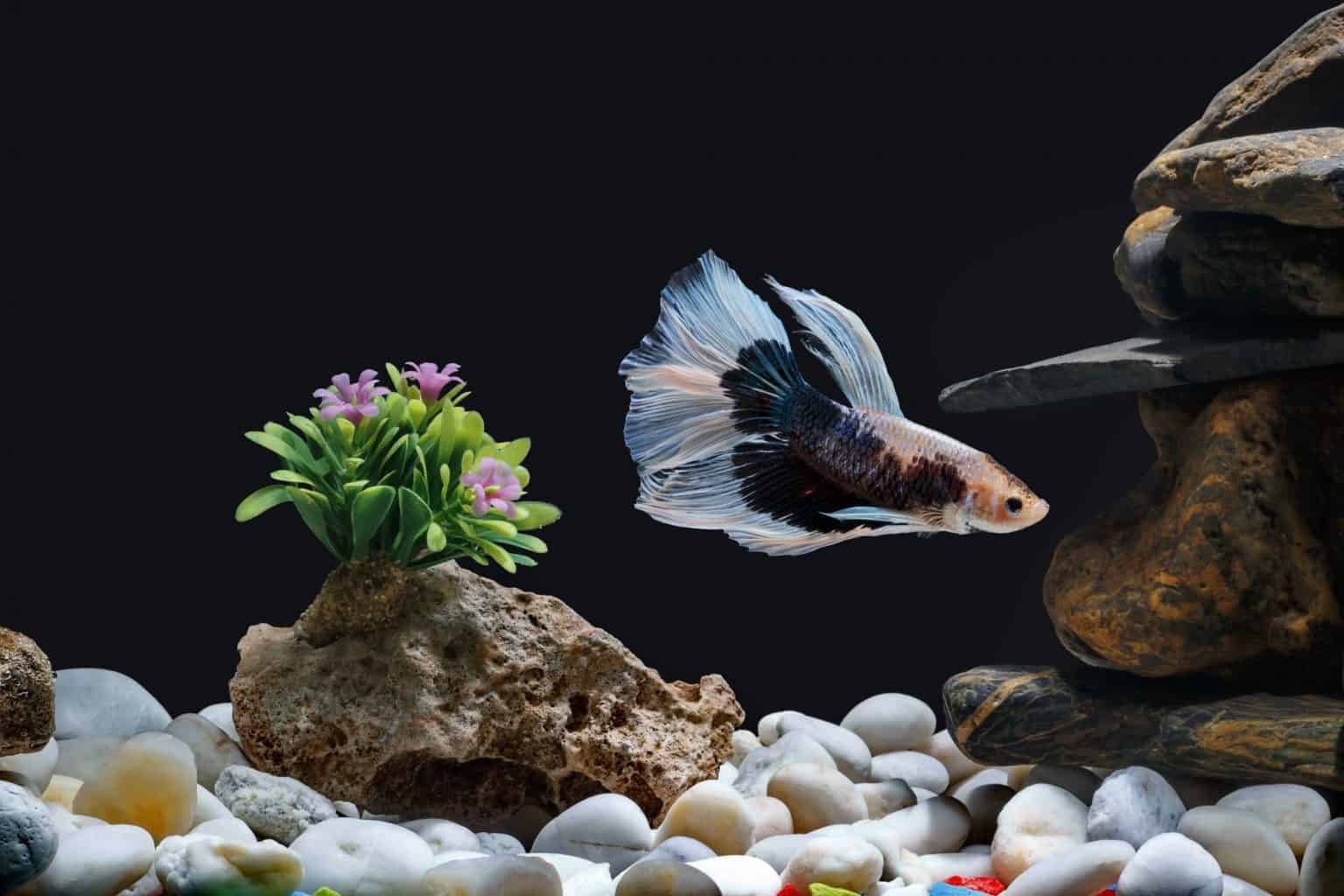 When your betta's eyes cloud: understanding the signs and finding hope