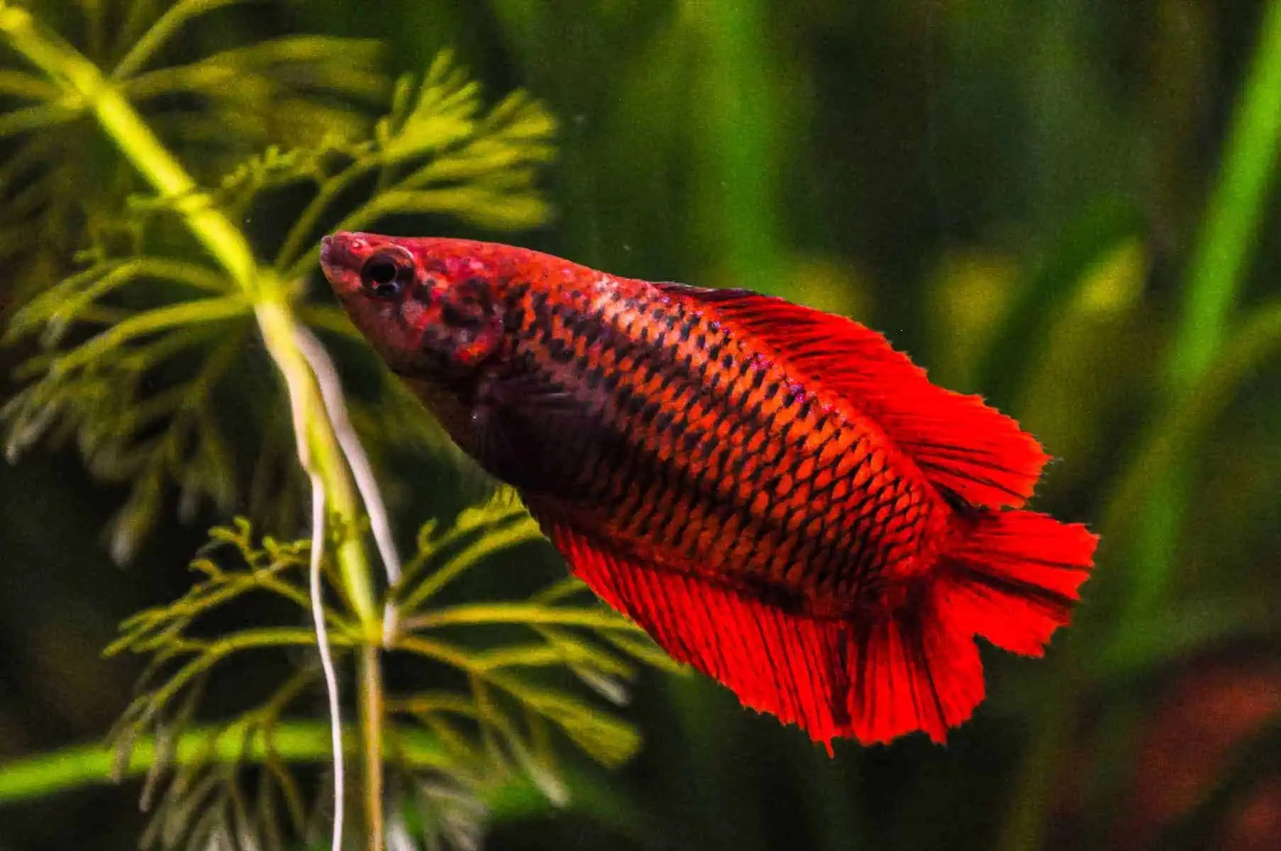 The hidden lives of betta fish: understanding their seasonal secrets