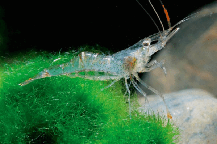 Can Betta Fish And Shrimp Live In The Same Tank Peacefully Aquanswers And thats a problem if you want to keep shrimp in the same tank since a hungry Betta will gobble them all up.