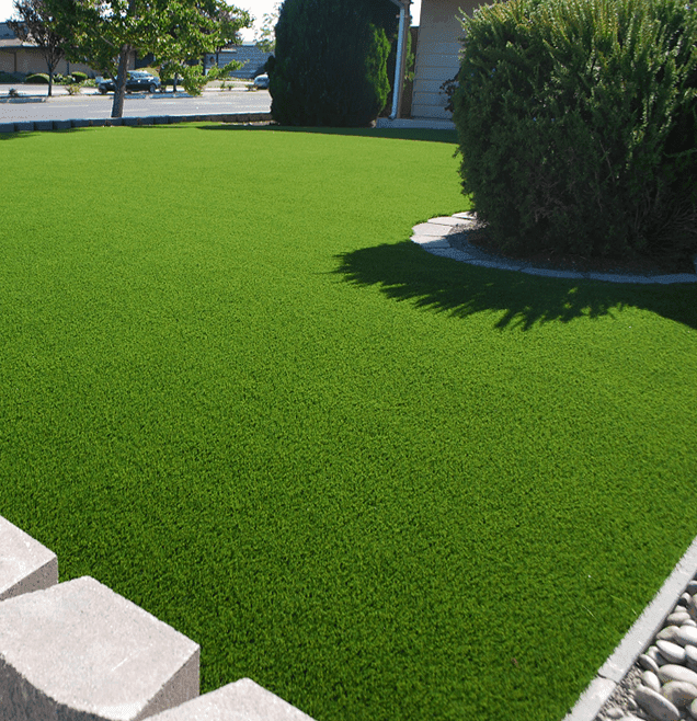 Why Turf is the Best Option for Winter Betta Turf