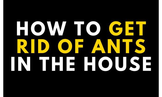 How To Get Rid Of Ants In Your House