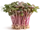 radish microgreens