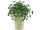 organic broccoli microgreens