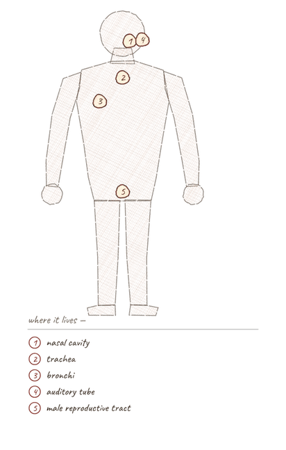 Body outline with numbered markers showing where pseudostratified ciliated columnar epithelium is found.