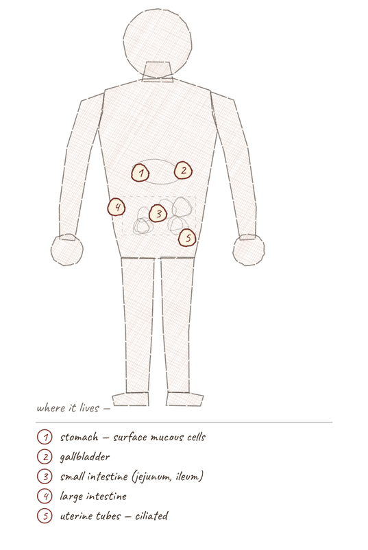 Body outline with five numbered markers: 1 stomach, 2 gallbladder, 3 small intestine, 4 large intestine, 5 uterine tubes.