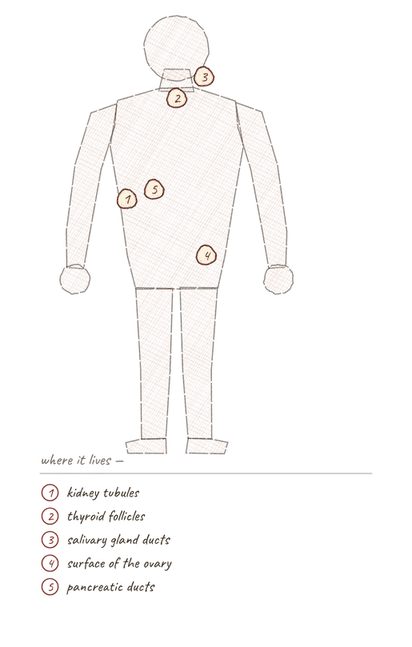 Body outline with numbered markers showing where simple cuboidal epithelium is found.