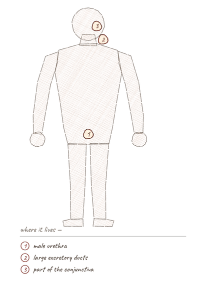 Body outline with numbered markers showing where stratified columnar epithelium is found.