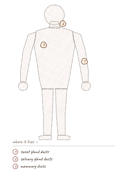 Body outline with numbered markers showing where stratified cuboidal epithelium is found.