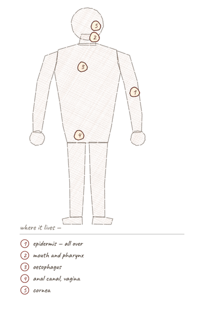 Body outline with numbered markers showing where stratified squamous epithelium is found.