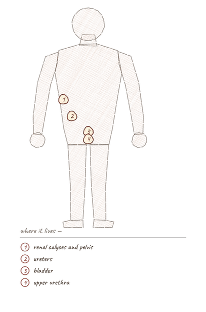 Body outline with numbered markers showing where transitional epithelium (urothelium) is found.