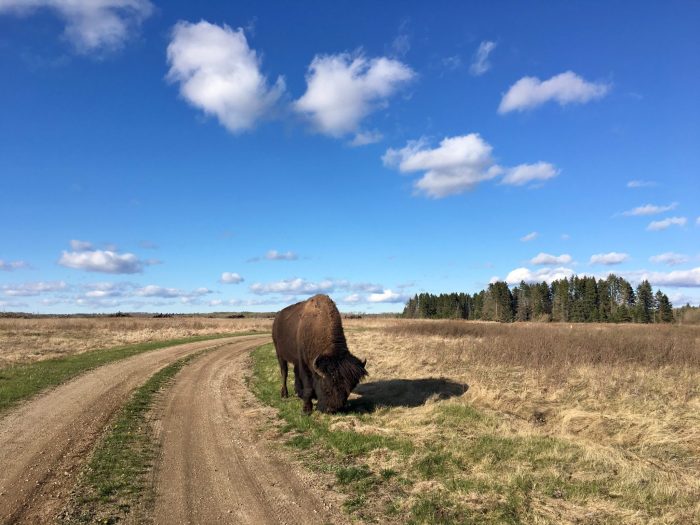 Roam, roam on the range.