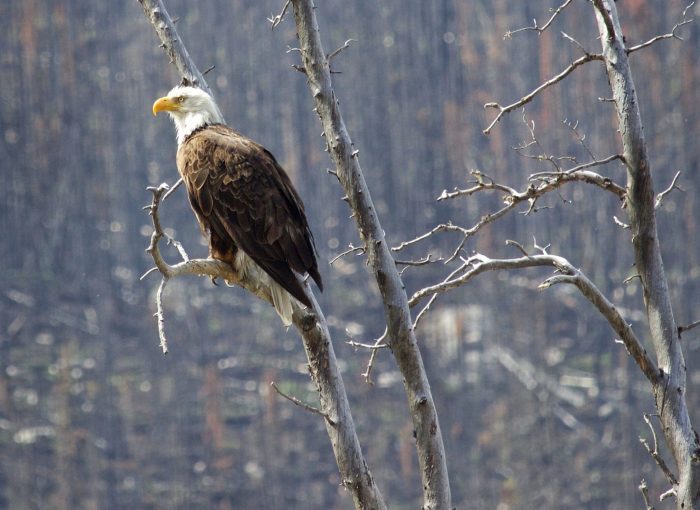 Eagle at Medicine Lake, Jasper