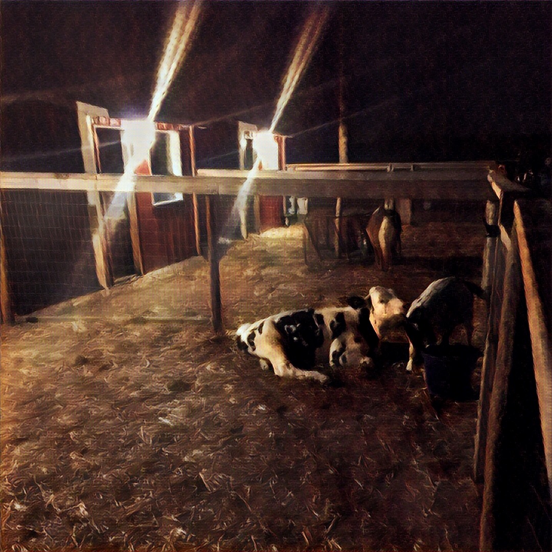 Petting zoos look freaky at night.